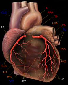 Human heart with coronary arteries.