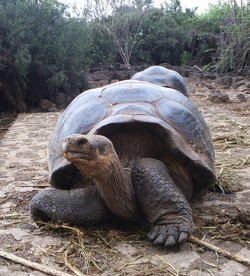 Galápagos turtle