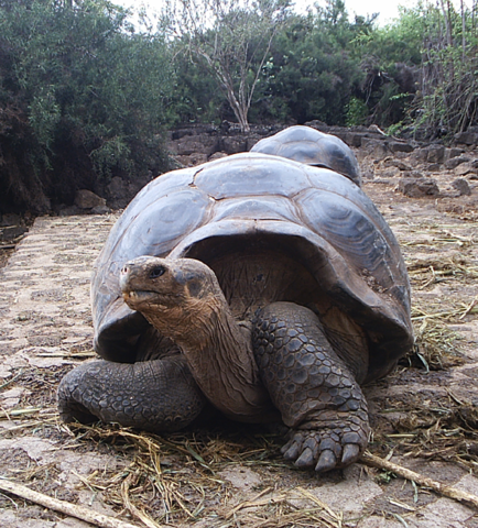 Image:Geochelone nigra.png