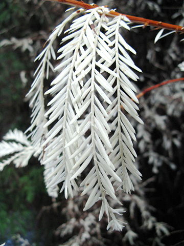 Image:Albino redwood.jpg