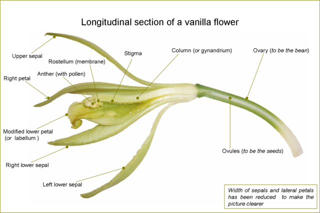 Image:VanillaFlowerLongitudinalSection-en.png