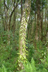 A vanilla plantation in a wood on Réunion Island