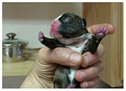 A newborn Boston Terrier