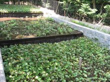 Wasabi crop growing on Japan's Izu peninsula