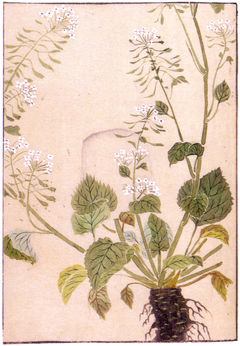 A drawing of a wasabi plant, published in 1828 by Iwasaki Kanen.