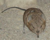 An elephant shrew from Frankfurt Zoo.