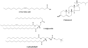 Some common lipids. At the top is oleic acid and cholesterol. In the middle is a triglyceride composed of oleoyl, stearoyl, and palmitoyl chains attached to a glycerol backbone. At the bottom is the common phospholipid phosphatidylcholine.
