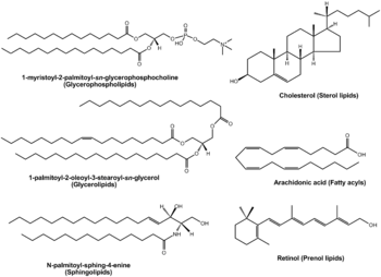 Examples of some lipids from various categories.