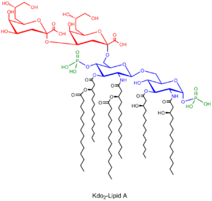 Figure 2: Structure of the saccharolipid Kdo2-Lipid A. Glucosamine residues in blue, Kdo residues in red, acyl chains in black and phosphate groups in green.
