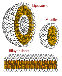 Self-organization of phospholipids: a spherical liposome, a micelle and a lipid bilayer.