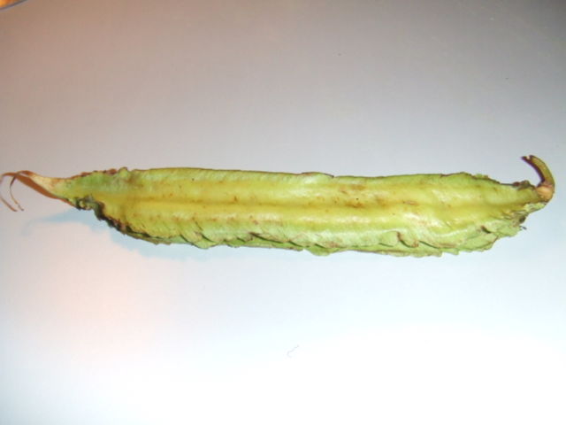 Image:Psophocarpus tetragonolobus1.jpg