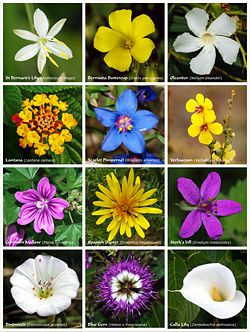 A poster with twelve species of flowers or clusters of flowers of different families