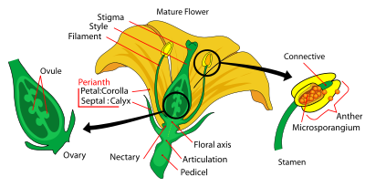 Diagram showing the main parts of a mature flower