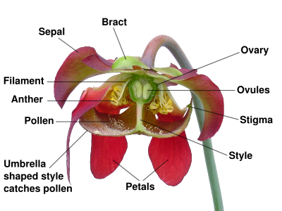 The umbrella style flower of the Sarracenia genus.