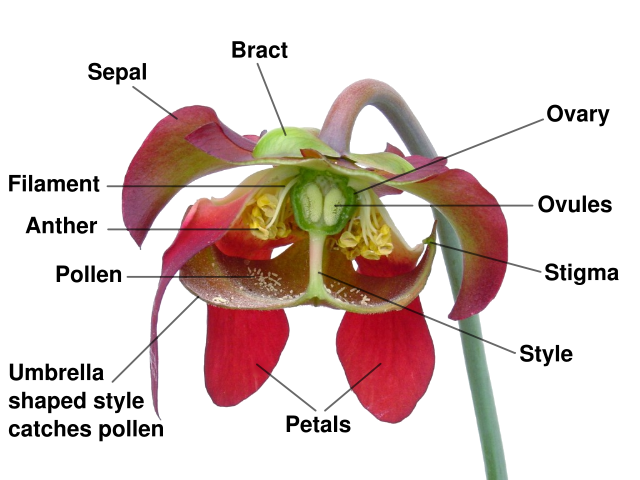 Image:Sarracenia flower notitles.svg