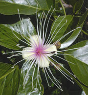 An example of a perfect flower, this Crateva religiosa flower has both stamens (outer ring) and a pistil (center).