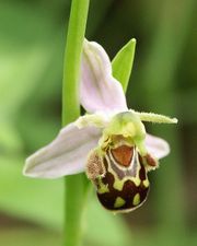 Bee orchid evolved to mimic a female bee to attracts male bee pollinators