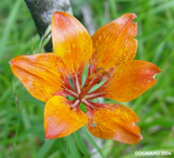 Lilies are often used to denote life or resurrection