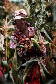 Women in Mozambique with maize.