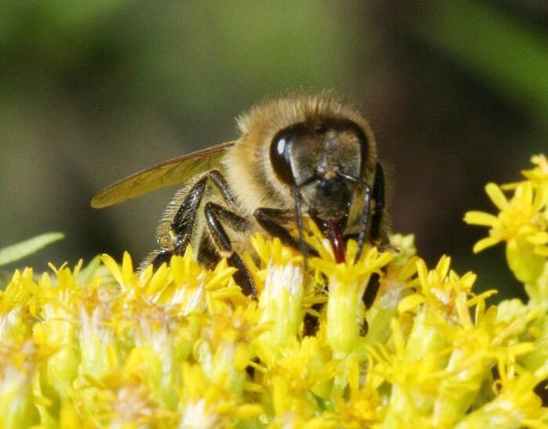 Image:Bee on -calyx 935.jpg