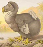 Mauritius was the only known habitat of the extinct Dodo bird.