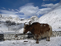 A Tibetan yak.