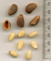 Korean Pine nuts — unshelled, and shell, above; shelled, below