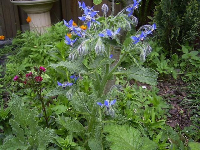 Image:Borage.jpg