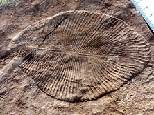 Dickinsonia costata, an Ediacaran organism of unknown affinity, with a quilted appearance.
