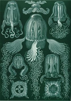 "Cubomedusae", from Ernst Haeckel's Kunstformen der Natur, 1904
