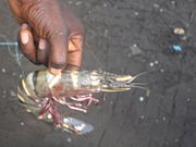 Fishing is a major industry in Cameroon. Fifteenth-century Portuguese explorers found prawns in such abundance that they named the area Rio dos Camarões ("River of Prawns"), the name from which Cameroon derives. This prawn was caught at Limbe in 2007.