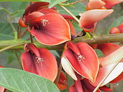 The ceibo is Argentina's national flower.
