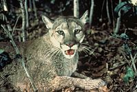 The puma inhabits the northeast of the country.