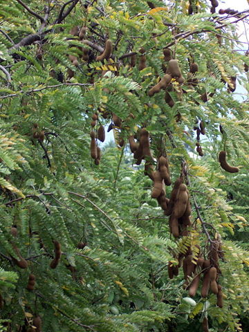 Image:Tamarindus indica pods.JPG