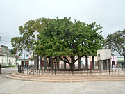 Tamarind on a place of the foundation of city Santa Clara, Cuba