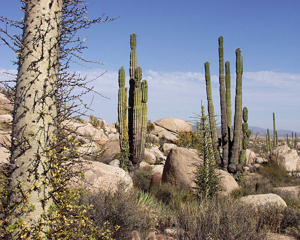 Image:Baja California Desert.jpg