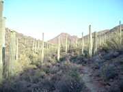 Saguaros in the Sonoran Desert of Arizona