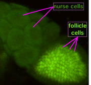 Drosophila melanogaster oogenesis