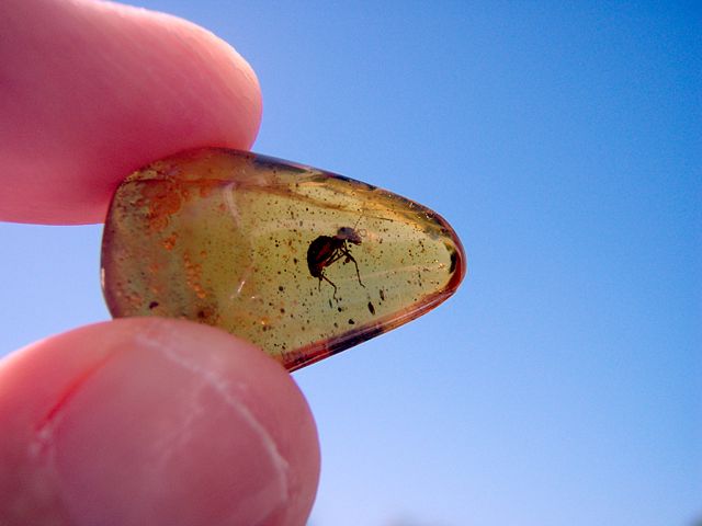 Image:Ant in amber1.jpg