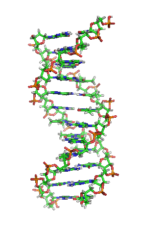 Animation of the structure of a section of DNA. The bases lie horizontally between the two spiraling strands. Large version