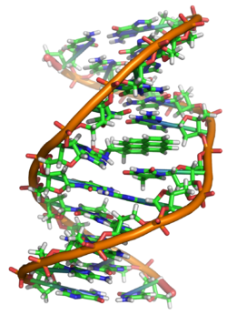Benzopyrene, the major mutagen in tobacco smoke, in an adduct to DNA