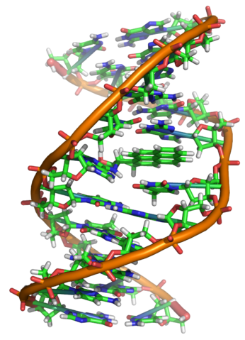 Image:Benzopyrene DNA adduct 1JDG.png