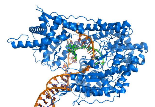 Image:T7 RNA polymerase at work.png