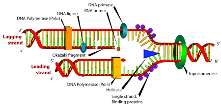 DNA replication. The double helix is unwound by a helicase and topoisomerase. Next, one DNA polymerase produces the leading strand copy. Another DNA polymerase binds to the lagging strand. This enzyme makes discontinuous segments (called Okazaki fragments) before DNA ligase joins them together.