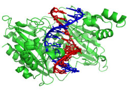 The restriction enzyme EcoRV (green) in a complex with its substrate DNA