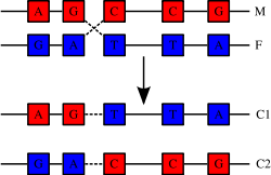 Recombination involves the breakage and rejoining of two chromosomes (M and F) to produce two re-arranged chromosomes (C1 and C2).