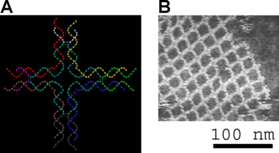 The DNA structure at left (schematic shown) will self-assemble into the structure visualized by atomic force microscopy at right.  DNA nanotechnology is the field which seeks to design nanoscale structures using the molecular recognition properties of DNA molecules.  Image from Strong, 2004. [1]