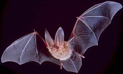 Townsends's Big-eared Bat, Corynorhinus townsendii