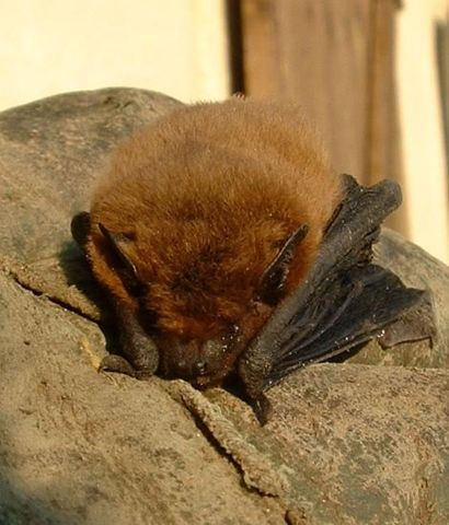 Image:Pipistrellus pipistrellus01.jpg