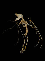 Skeleton of a Greater Mouse-eared Bat (Myotis myotis))